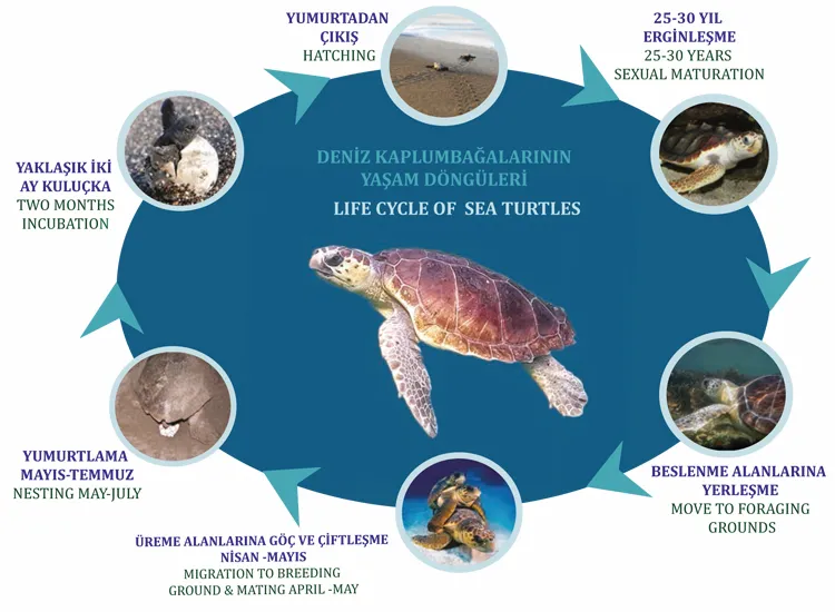 turtle life cycle
