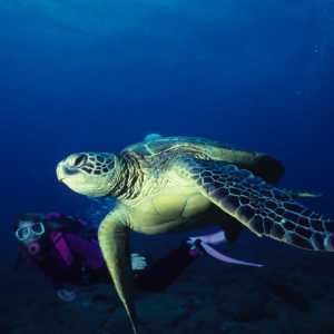 Image turtle