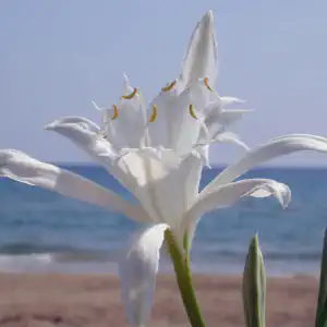 Image kumzambagi